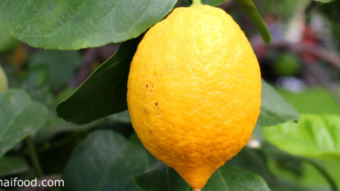 เลมอน(Lemon) เป็นพืชตระกูลส้ม ลำต้นมีหนามแหลมยาวที่ปลายยอด ผลมีทรงกลมรี ปลายผลมีติ่งแหลม ผลสุกสีเหลืองสด มีเนื้อฉ่ำน้ำ มีเมล็ดจำนวนมากๆ รสชาติเปรี้ยวจัด