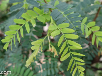 ใบมะขามอ่อน (Young Tamarind leaves) ใบประกอบแบบคู่ เป็นใบย่อยออกคู่บนก้านใบ ใบมีลักษณะทรงรีเล็กๆ โคนใบมน ปลายใบมนรี ขอบใบเรียบ ใบเป็นมัน มีสีเขียว มีรสชาติเปรี้ยว