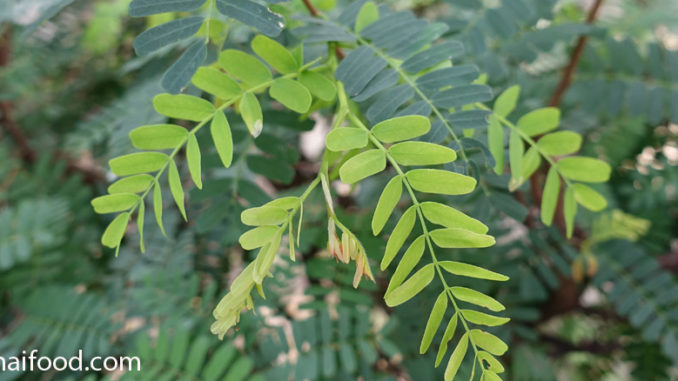 ใบมะขามอ่อน (Young Tamarind leaves) ใบประกอบแบบคู่ เป็นใบย่อยออกคู่บนก้านใบ ใบมีลักษณะทรงรีเล็กๆ โคนใบมน ปลายใบมนรี ขอบใบเรียบ ใบเป็นมัน มีสีเขียว มีรสชาติเปรี้ยว