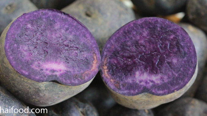 ►มันฝรั่งสีม่วง (Purple Majesty Potato) เป็นพืชล้มลุกขนาดเล็ก มีทรงพุ่ม มีหัวอยู่ใต้ดิน ออกมาจากไหลของต้นจริง หัวมีลักษณะทรงกลมรี มีตาอยู่รอบๆหัว จะเก็บสะสมอาหาร แล้วขยายตัวออกเป็นหัวอยู่ใต้ดิน มีขนาดเล็กหรือขนาดใหญ่ ตามสายพันธุ์ มีเปลือกบางเรียบ มีสีม่วงเข้ม มีเนื้อข้างในสีม่วง มีเนื้อแน่นฉ่ำน้ำ มีรสชาติกรอบมัน