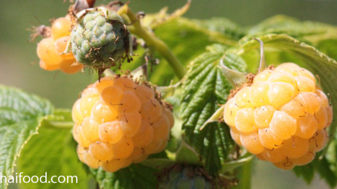 ราสเบอร์รีสีเหลือง (Golden Raspberry) อยู่ในตระกูลเบอร์รี เป็นราสเบอร์รีพันธุ์หนึ่ง เป็นพืชล้มลุกขนาดเล็ก แตกกิ่งก้านเลื้อยได้ ผลเป็นผลเดี่ยว อยู่เป็นพวง มีลักษณะรูปกรวย ด้านในกลวง คล้ายรูปหัวใจ ผิวเปลือกมีปุ่มกลมเล็กๆอยู่บนผล มีขนเล็กๆบางๆอยู่ทั่วผล ผลอ่อนสีขาว ผลสุกจะมีสีเหลือง มีเนื้อสีเหลือง เนื้อนุ่มฉ่ำน้ำ มีรสชาติหวานหรือเปรี้ยว