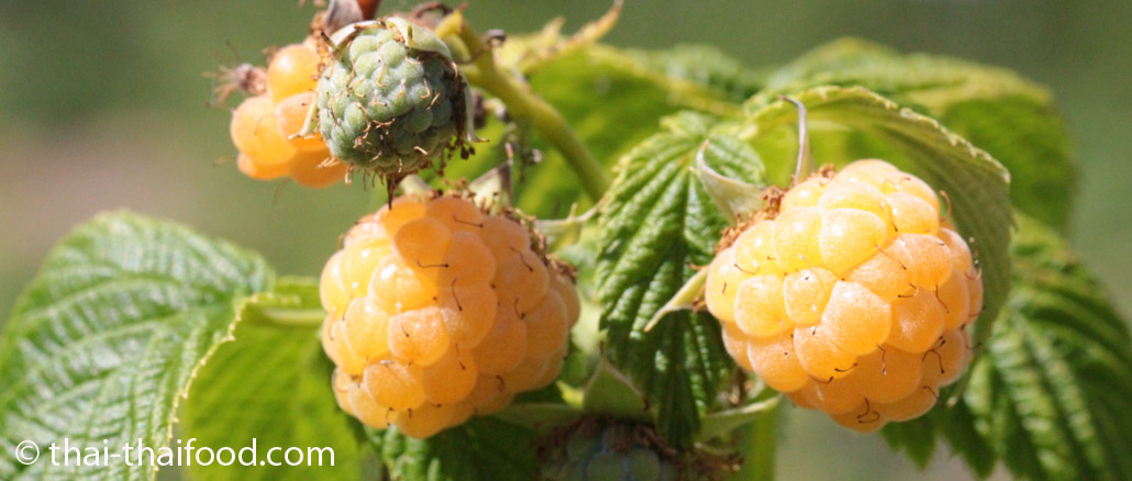 ราสเบอร์รีสีเหลือง (Golden Raspberry) อยู่ในตระกูลเบอร์รี เป็นราสเบอร์รีพันธุ์หนึ่ง เป็นพืชล้มลุกขนาดเล็ก แตกกิ่งก้านเลื้อยได้ ผลเป็นผลเดี่ยว อยู่เป็นพวง มีลักษณะรูปกรวย ด้านในกลวง คล้ายรูปหัวใจ ผิวเปลือกมีปุ่มกลมเล็กๆอยู่บนผล มีขนเล็กๆบางๆอยู่ทั่วผล ผลอ่อนสีขาว ผลสุกจะมีสีเหลือง มีเนื้อสีเหลือง เนื้อนุ่มฉ่ำน้ำ มีรสชาติหวานหรือเปรี้ยว